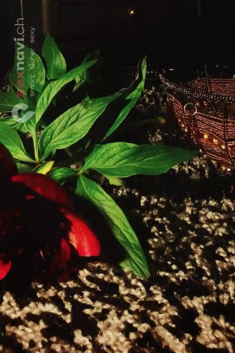 Zürich Tantra Zürich Tantra Zürich Umgebung